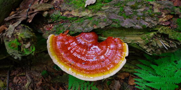 Reishi Mushroom Gummies