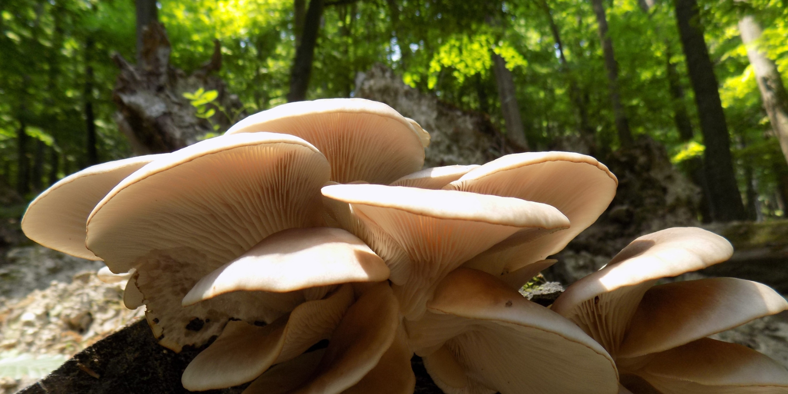 Organic Mushroom Gummies