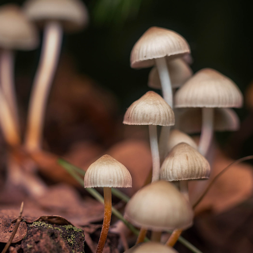 How Mushroom Gummies for Anxiety Help You Stress Less and Feel More You