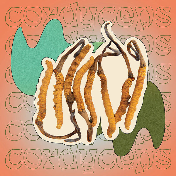 When is the Best Time to Take Cordyceps?