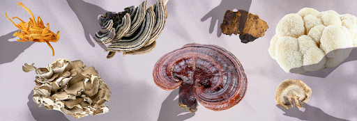 some functional mushrooms on table