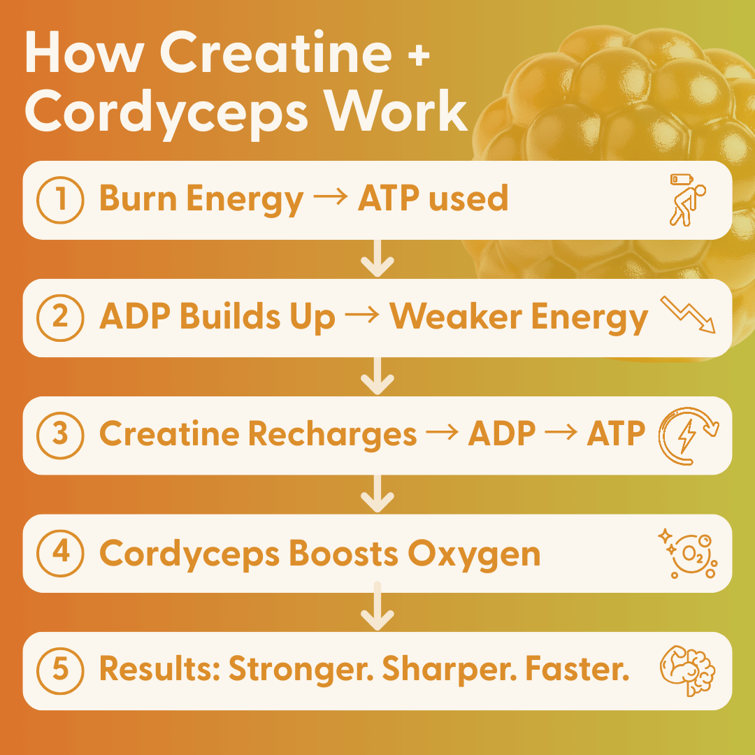 Daily Creatine Gummies 30 Count