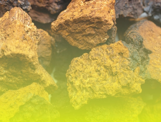Chaga mushroom