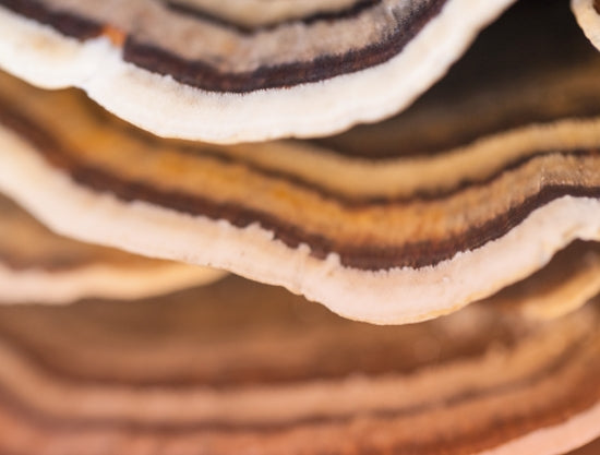 Reishi