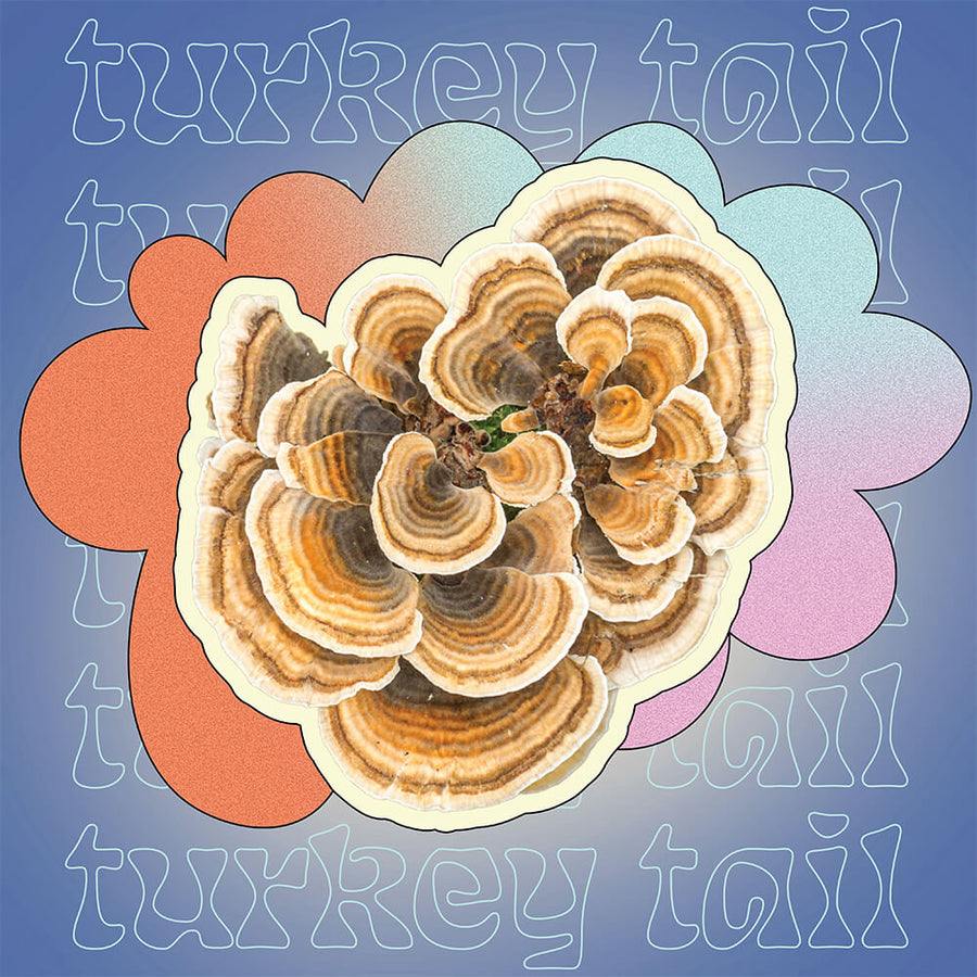 Supermush Key Ingredient - Turkey Tail Mushroom
