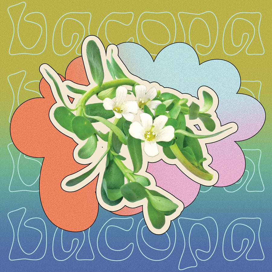 Supermush Key Ingredient - Bacopa