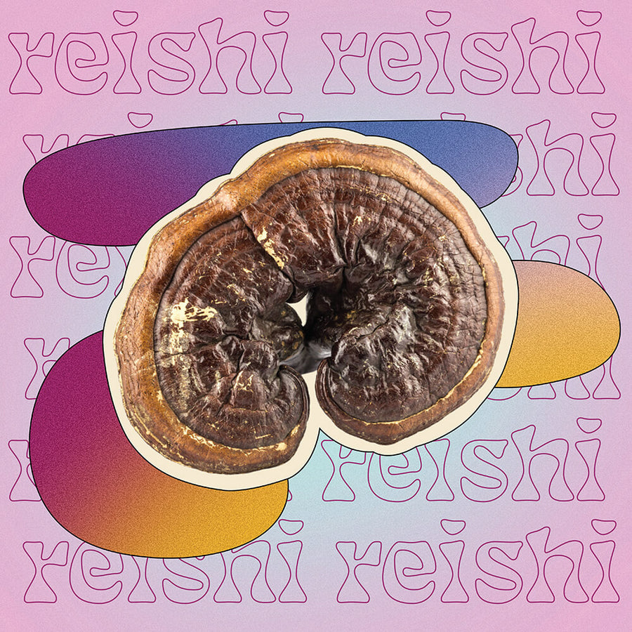 Supermush Key Ingredient - Reishi Mushroom