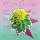 Supermush Key Ingredient - Rhodiola