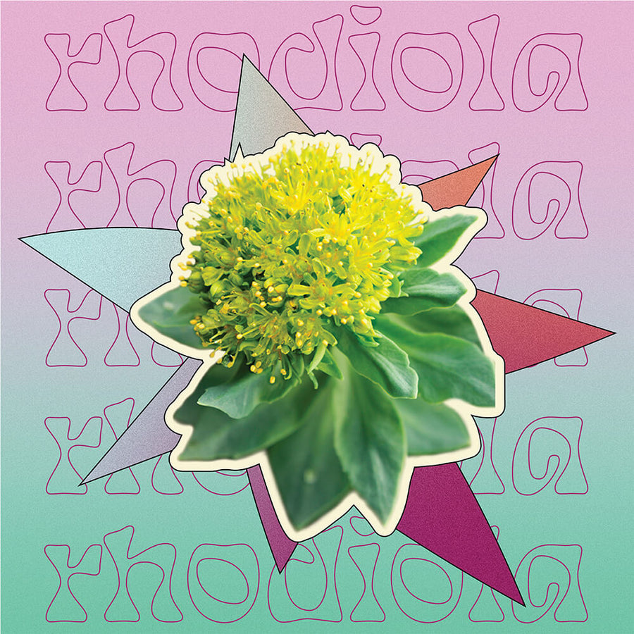 Supermush Key Ingredient - Rhodiola