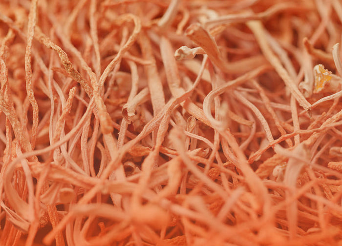 Cordyceps